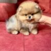 tiny puppies for sale