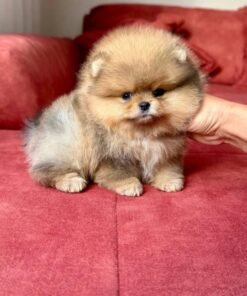 tiny puppies for sale