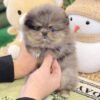 buy teacup pom online