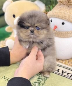 buy teacup pom online