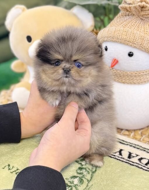 Teacup Pomeranain puppy for sale-Nissy