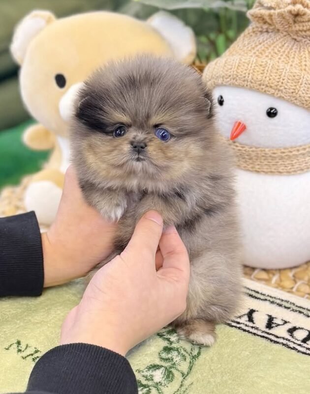 buy teacup pom online