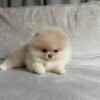 Smallest Puppies for Sale