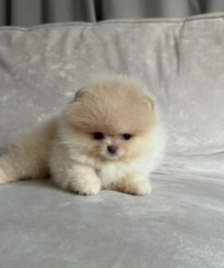 Smallest Puppies for Sale
