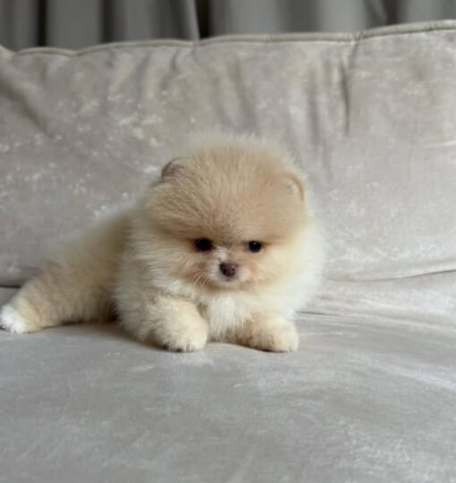 Teacup Pomeranain puppy for sale-Darelle