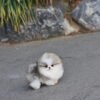 where to buy teacup pom
