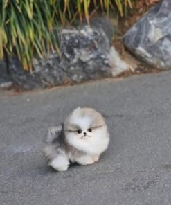 where to buy teacup pom