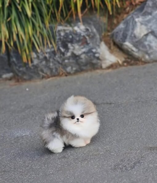 Teacup Pomeranain puppy for Sale-Lucy