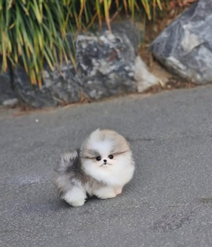 where to buy teacup pom