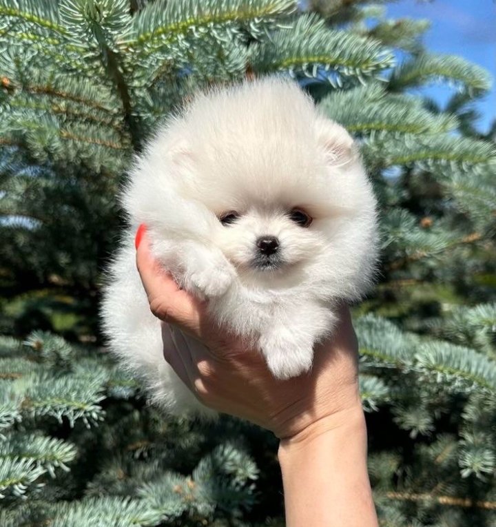 teacup Pomeranian puppies for Sale