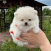teacup Pomeranian puppies for sale