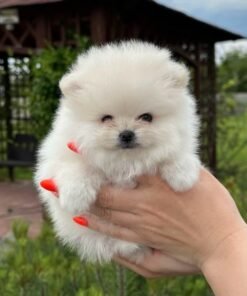 teacup Pomeranian puppies for sale
