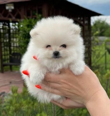 teacup Pomeranian puppies for sale