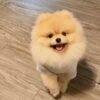 Tiny pom for sale