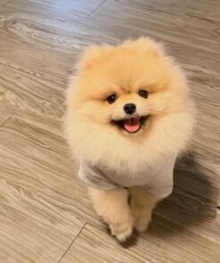 Tiny pom for sale