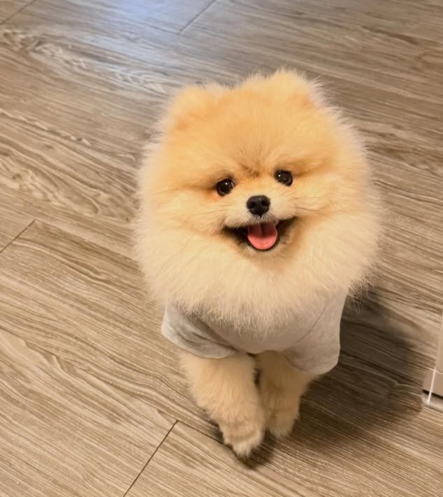 whatsapp image 2026 05 07 at 1.48.32 am (1) Tiny pom for sale